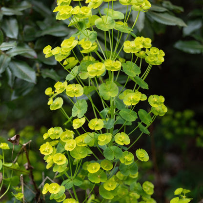 Euphorbia amygdaloides Robbiae Ø9cm 6 Stück