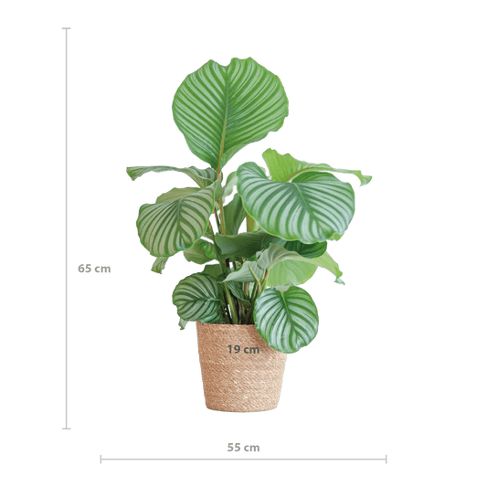 Korbmarante Calathea Orbifolia – Zimmerpflanze – 65cm hoch – Ø21cm – inkl. Natur-Korb Sofia aus Seegras – Luftreinigend & dekorativ 