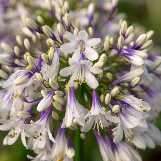 Agapanthus Fireworks Ø23cm