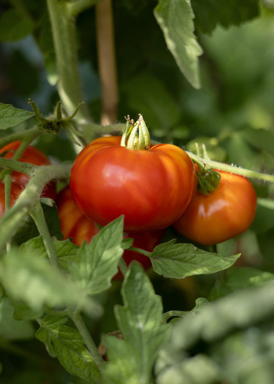 Big Zac Tomatensamen