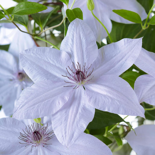 Clematis Masa & Bernadine Ø23cm
