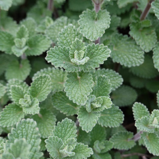Bergminze Calamintha nepeta – 6 Pflanzen – Aromatische Staude für sonnige Beete & Steingarten – Insektenfreundlich & trockenheitsverträglich – 10-25cm – Ø9cm - Oasis of Life