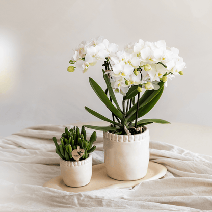 Kolibri Orchids | Weiße Phalaenopsis-Orchidee Topfgröße Ø9cm | Zürich | Blühende Zimmerpflanze – Frisch vom Züchter 