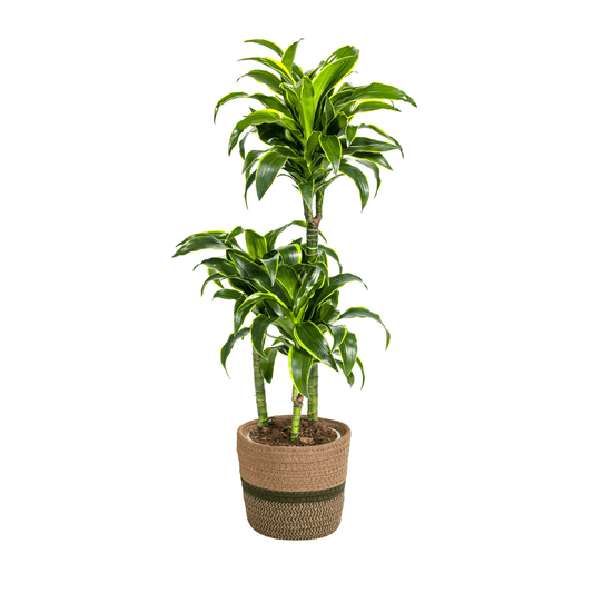 Dracaena Deremensis Dorado mit Korb Ø21cm - ↕100 - 120cm 
