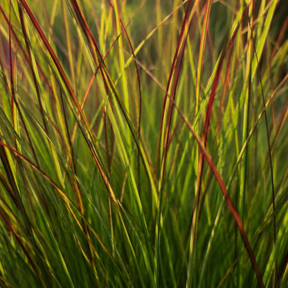 3x Rutenhirse Rotstrahlbusch – Panicum virgatum – Winterhartes Ziergras 12cm – Pflegeleichtes Gartengras mit roter Herbstfärbung