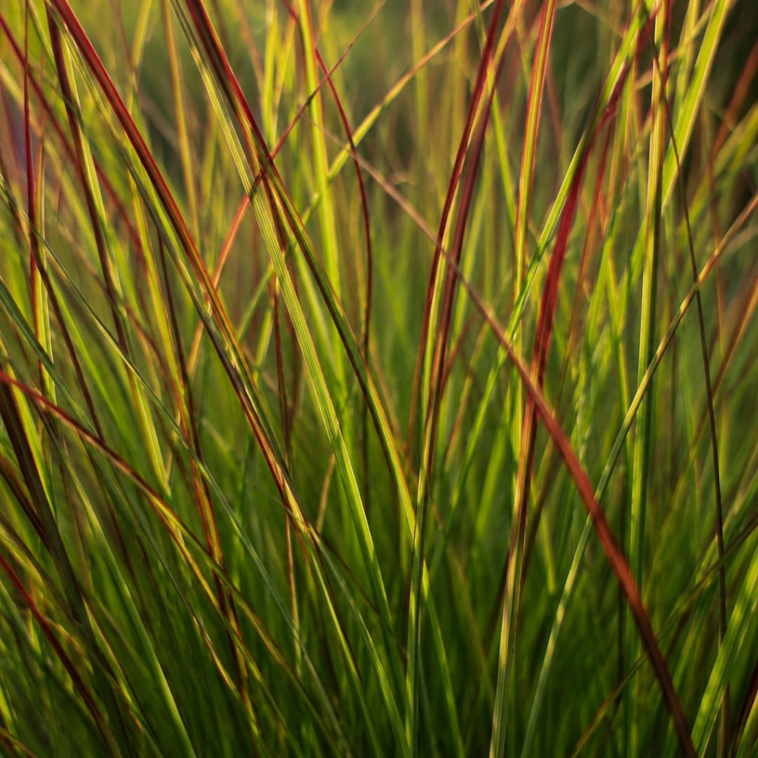 3x Rutenhirse Rotstrahlbusch – Panicum virgatum – Winterhartes Ziergras 12cm – Pflegeleichtes Gartengras mit roter Herbstfärb
