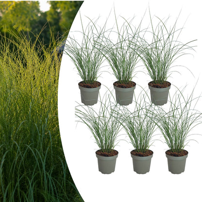 3x Chinaschilf Gracillimus – Miscanthus sinensis – Winterhartes elegantes Ziergras im 12cm Topf – Pflegeleichtes Gartengras