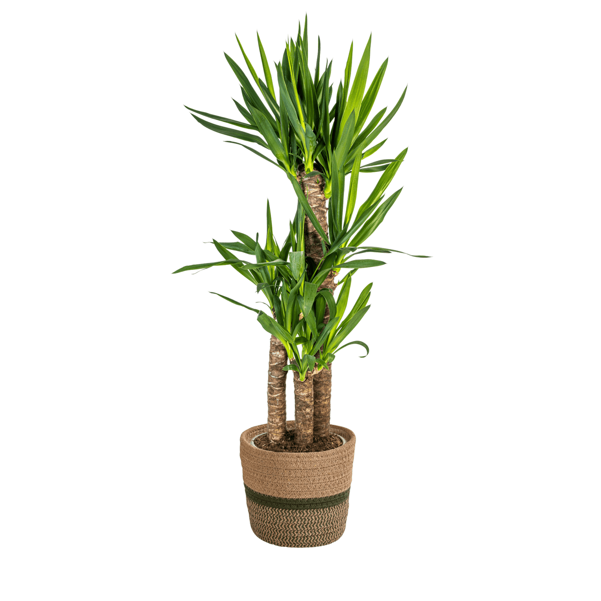 Yucca Elephantipes mit Korb Ø21cm - ↕90 - 110cm 