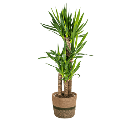 Yucca Elephantipes mit Korb Ø21cm - ↕90 - 110cm 