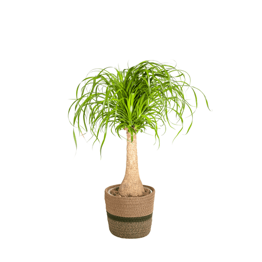 Beaucarnea Recurvata Stamm mit Korb Ø21cm - ↕60 - 80cm 