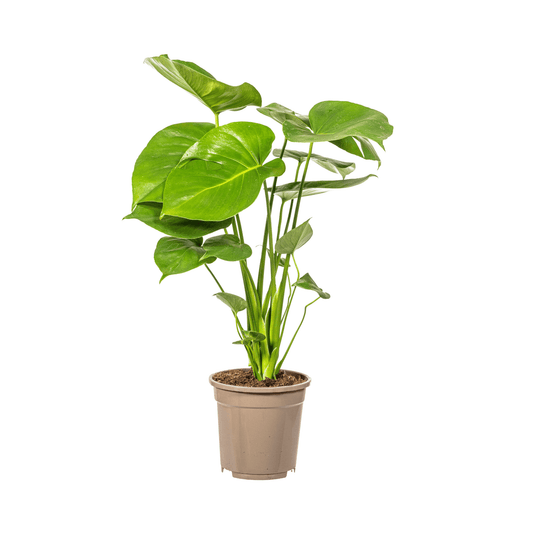 Fensterblatt Monstera Deliciosa Tauerii – Zimmerpflanze – Ø17cm – 50–70cm hoch – üppige, grüne Kletterpflanze 