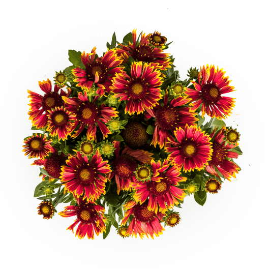 Gaillardia aristata – Kokardenblume im Topf Ø19cm – ↕40–50cm – Winterharte Gartenstaude – Bienenfreundlich & pflegeleicht – Für Beet & Naturgarten 