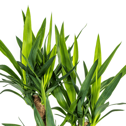 Riesen-Palmlilie - Yucca Elephantipes – Zimmerpflanze – Ø21 cm – Höhe 60-70 cm – Robuste & pflegeleichte Grünpflanze für modernes Interieur 