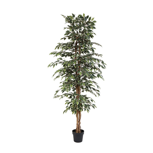 ARTIFICIAL Ficus benjamina variegata - 205cm 