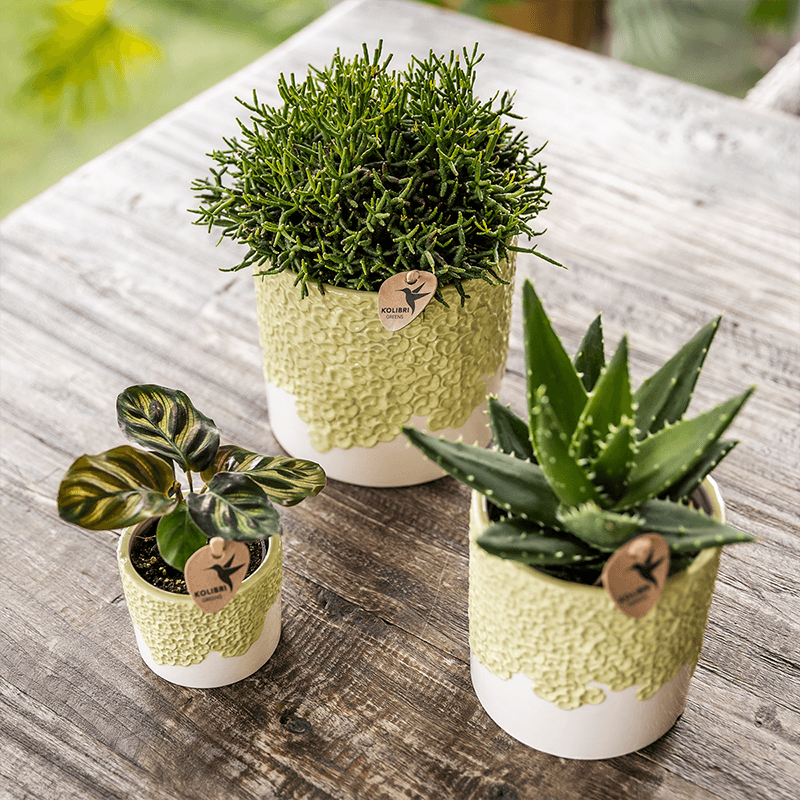 Kolibri Home | Bloom sierpot - Green - Ø12cm 