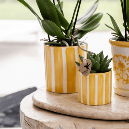 Mediterranean Sunset Geschenkset – Pflanzenset mit weißer Orchidee Lausanne & 2 Sukkulenten – In gelben Ziertöpfen & Korbtablett – Urlaubsflair für Zuhause 