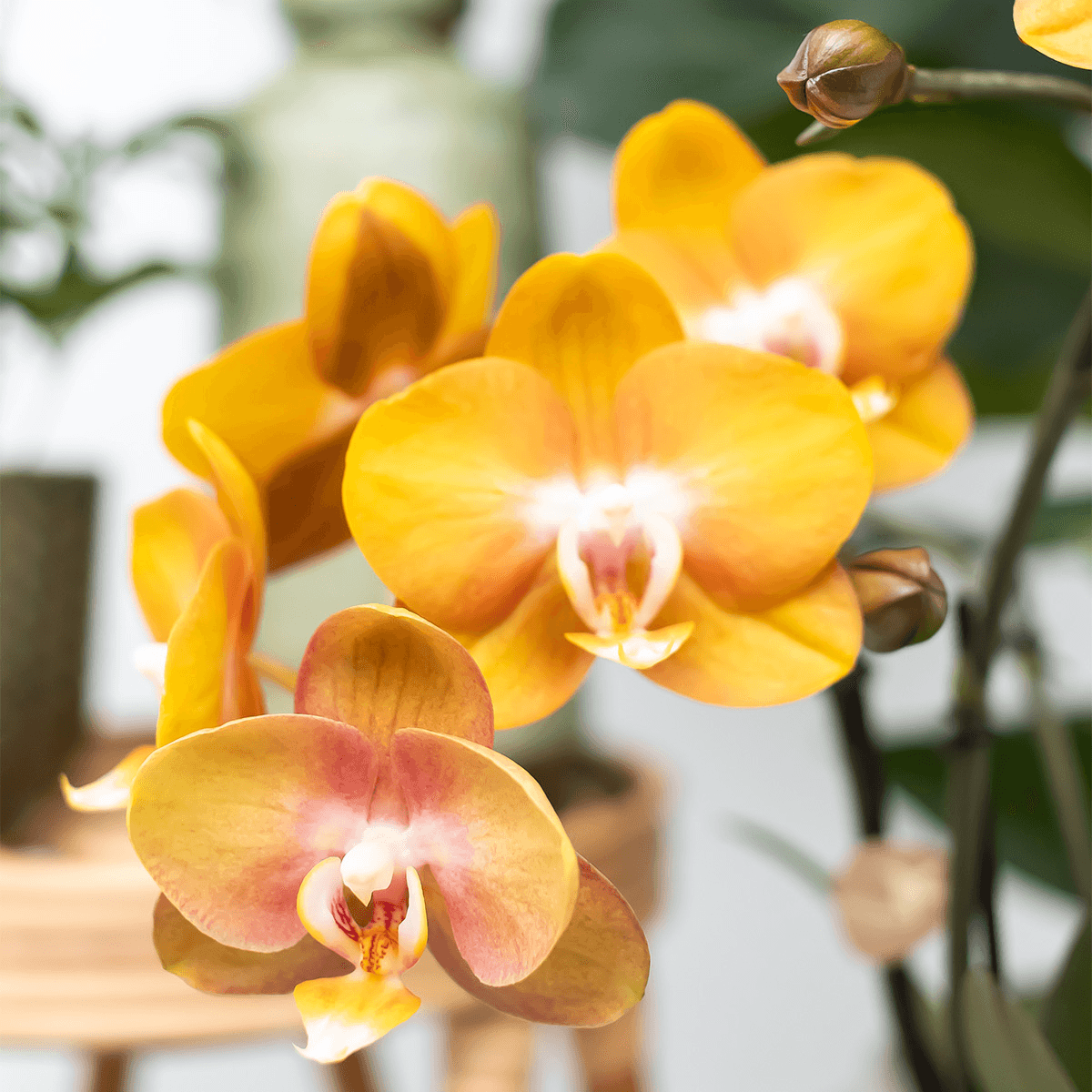 Phalaenopsis-Orchidee - Las Vegas - Topfgröße Ø12cm - Zimmerpflanze - 2 Stück 