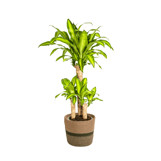 Dracaena Fragrans Massangeana met mand Ø21cm - ↕90 - 110cm 
