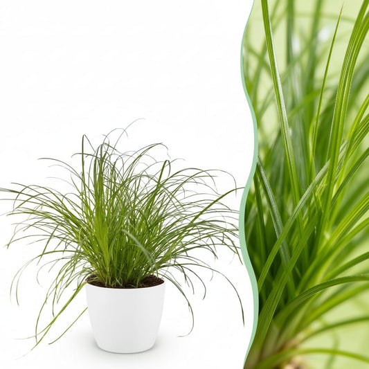 Green boutiQ - Zimmerpflanze - Cyperus alternifolius Zumula - Katzenpflanze - Haustierfreundliche Pflanze - Grün - 1 Pflanze - mit Potter Weiß - Topf 12cm - Höhe 20cm 