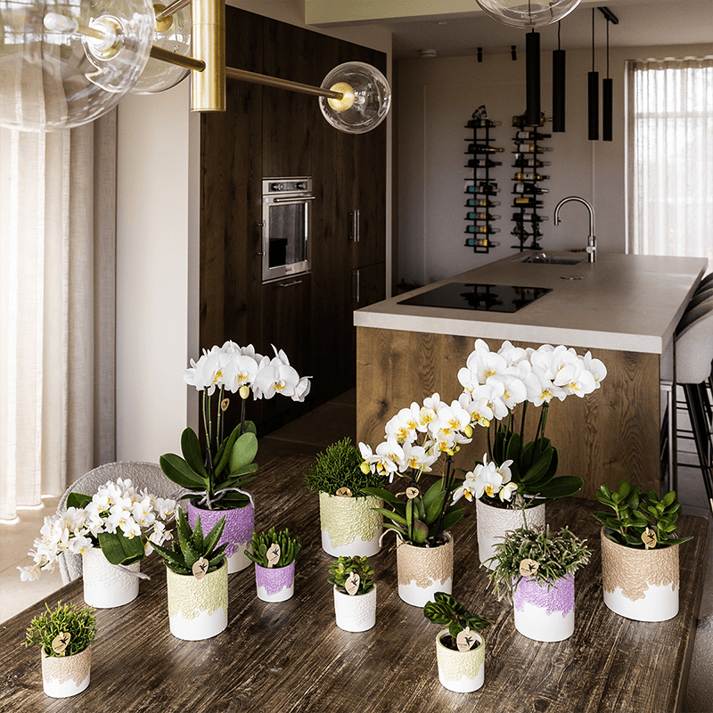 Kolibri Home | Bloom sierpot - Pink - Ø9cm 