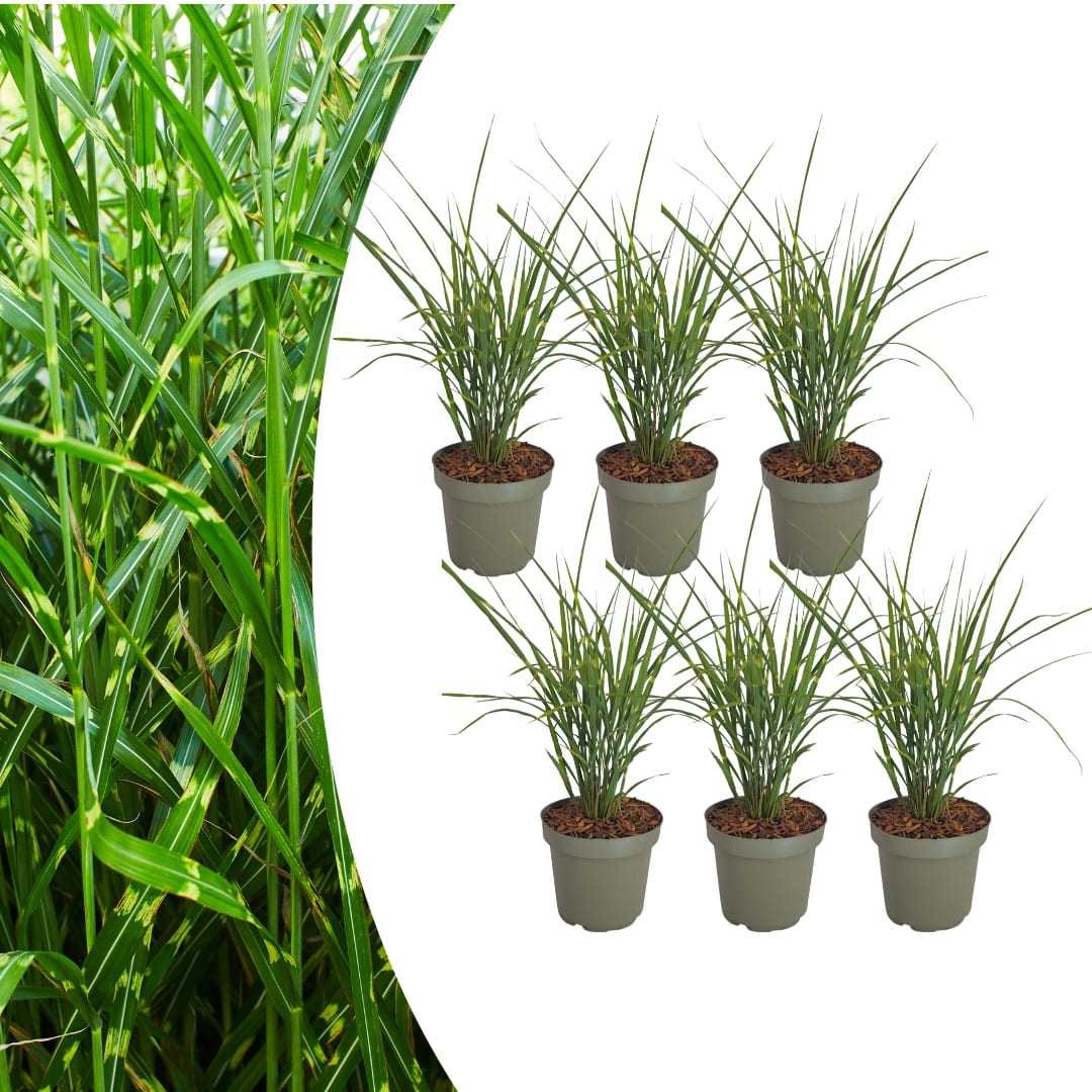 3x Zebraschilf Zebrinus – Miscanthus sinensis – Winterhartes Ziergras 12cm – Dekoratives Chinaschilf mit gestreiftem Laub