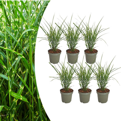 3x Zebraschilf Zebrinus – Miscanthus sinensis – Winterhartes Ziergras 12cm – Dekoratives Chinaschilf mit gestreiftem Laub