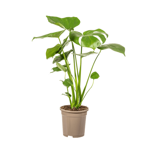 Fensterblatt Monstera Deliciosa Tauerii – Zimmerpflanze – Ø17cm – 50–70cm hoch – üppige, grüne Kletterpflanze 