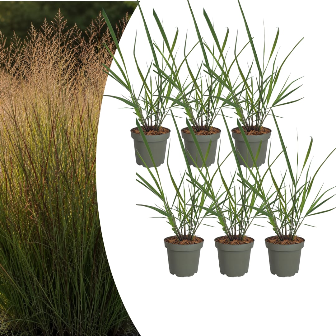3x Rutenhirse Rotstrahlbusch – Panicum virgatum – Winterhartes Ziergras 12cm – Pflegeleichtes Gartengras mit roter Herbstfärb