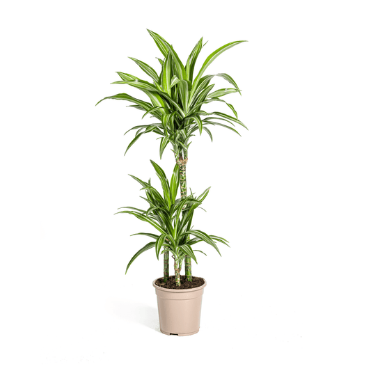 Drachenbaum – Dracaena Deremensis White Stripe – Zimmerpflanze – Ø21cm – ↕90–110cm – Pflegeleichte Grünpflanze mit dekorativen Blättern – Ideal für Wohnzimmer, Büro & Flur 