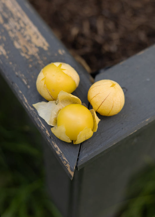 Tomatillo Physalis Samen – Physalis philadelphica ixocarpa – 10 Samen für mexikanische Tomatillo Pflanzen – Für Garten, Hochbeet & Gewächshaus - Oasis of Life