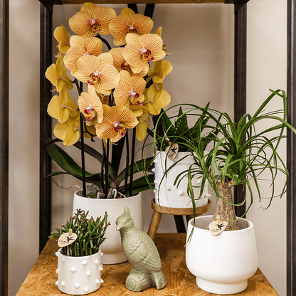 Kolibri Orchids | Orange Phalaenopsis-Orchidee Topfgröße Ø12cm | Sunny Bunny | Blühende Zimmerpflanze – Frisch vom Züchter 
