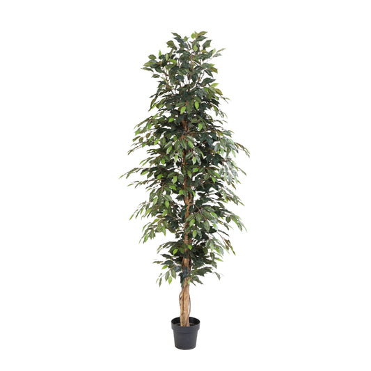 ARTIFICIAL Ficus Benjamina - 205cm 