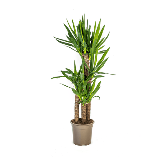Yucca Elephantipes – Riesen-Palmlilie – Zimmerpflanze – Ø21cm – Höhe 90–110cm – Robuste Grünpflanze – Pflegeleicht & dekorativ 