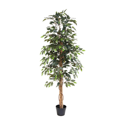 ARTIFICIAL Ficus Benjamina - 160cm 