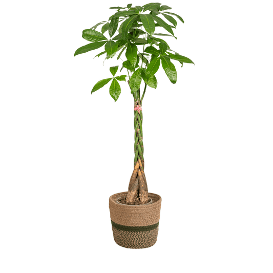 Pachira Aquatica mit Korb Ø24cm - ↕120 - 140cm 