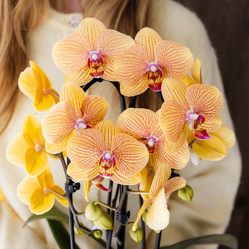 Orchidee mit Übertopf Peach Blühende Phalaenopsis Zimmerpflanze im pfirsichfarbenen Dekotopf Ø12cm
