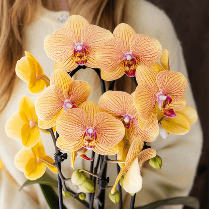 Orchidee mit Übertopf Peach Blühende Phalaenopsis Zimmerpflanze im pfirsichfarbenen Dekotopf Ø12cm