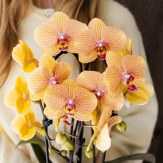 Orchidee mit Übertopf Peach Blühende Phalaenopsis Zimmerpflanze im pfirsichfarbenen Dekotopf Ø12cm