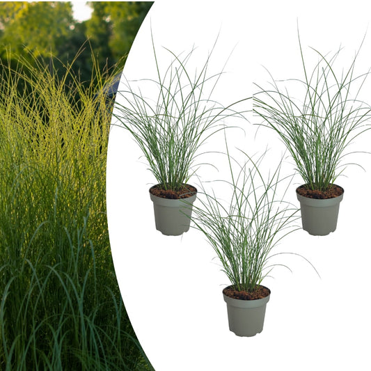 3x Chinaschilf Gracillimus – Miscanthus sinensis – Winterhartes elegantes Ziergras im 12cm Topf – Pflegeleichtes Gartengras