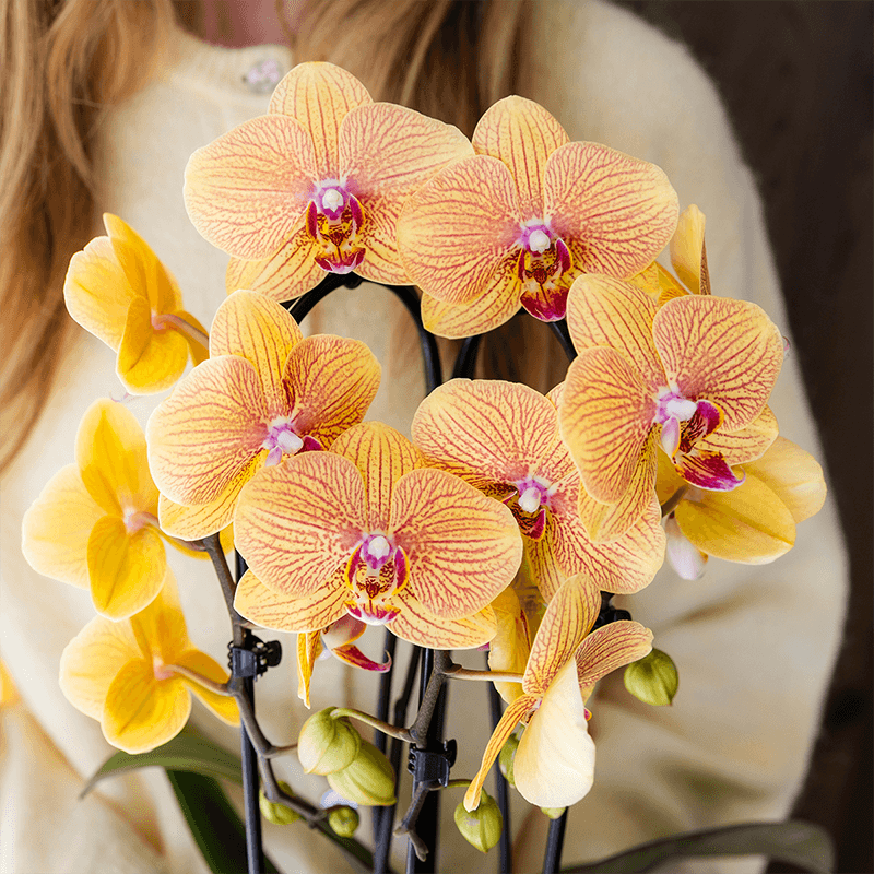 Kolibri Orchids | Orange Phalaenopsis-Orchidee Topfgröße Ø12cm | Sunny Bunny | Blühende Zimmerpflanze – Frisch vom Züchter 