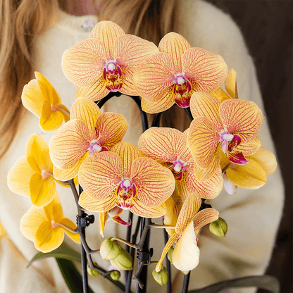 Kolibri Orchids | Orange Phalaenopsis-Orchidee Topfgröße Ø12cm | Sunny Bunny | Blühende Zimmerpflanze – Frisch vom Züchter 