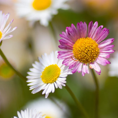 Gänseblümchen Erigeron karvinskianus Langblühende Bodendecker Staude Ø9cm 6 Stück
