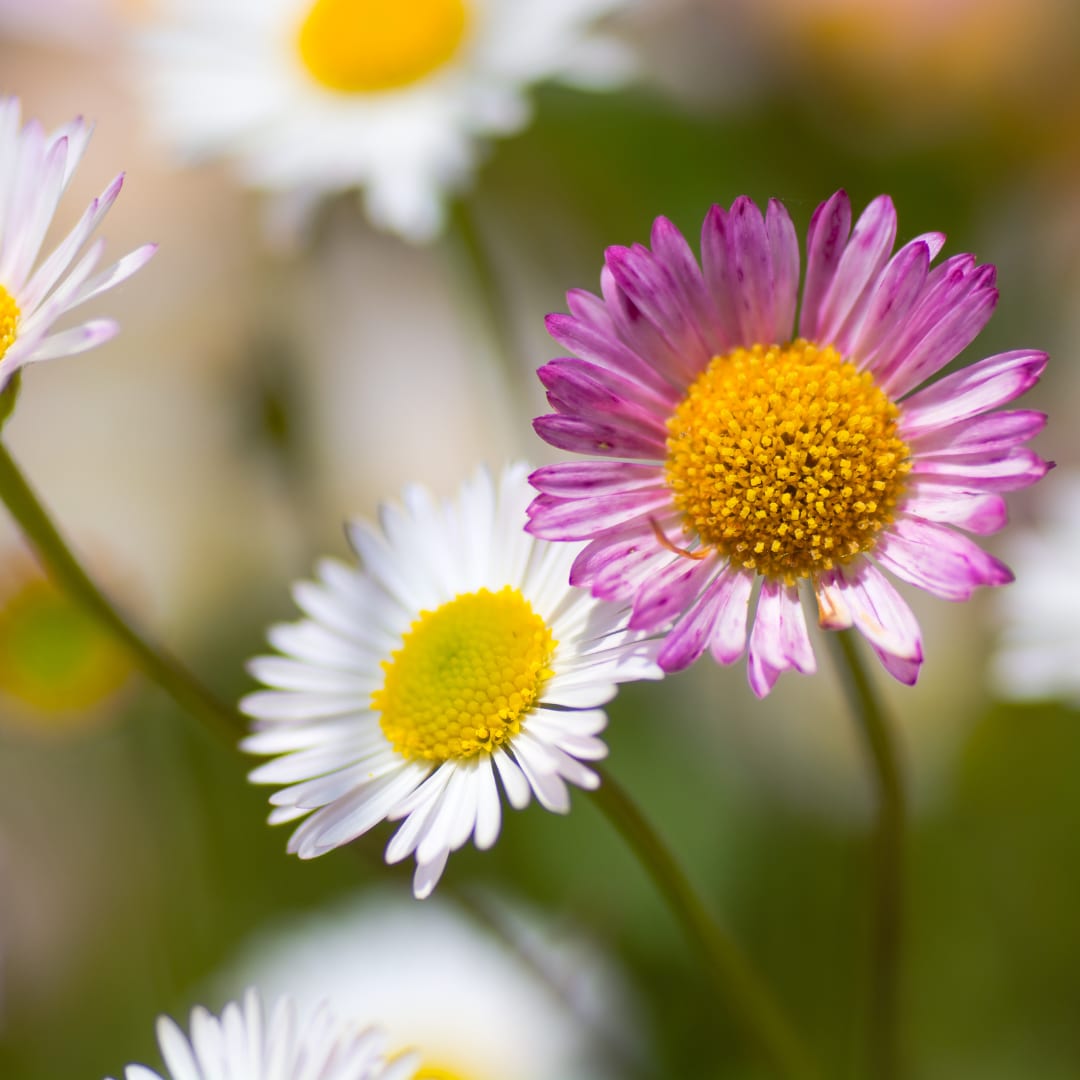 Gänseblümchen Erigeron karvinskianus – 10-25cm – Ø9cm – Langblühende Bodendecker Staude – Ansicht 17