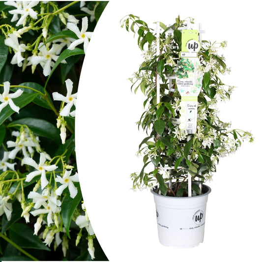 Trachelospermum jasminoides Star of Venice Ø23cm