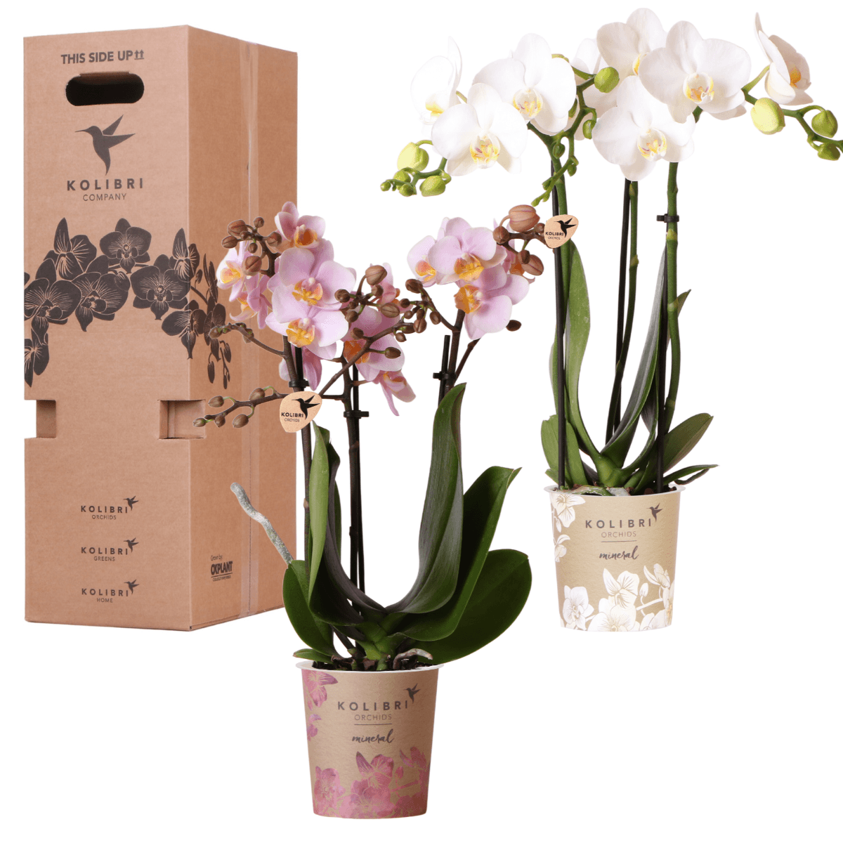Orchideen Überraschungsbox – 2 Orchideen 9 cm, Pflanzen-Vorteilsbox, frische Lieferung direkt vom Züchter 