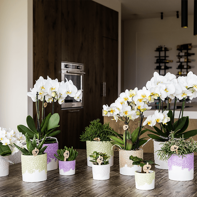 Kolibri Home | Bloom sierpot - Lila - Ø9cm 