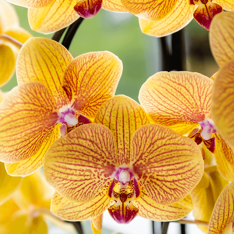 Orchidee mit Übertopf Peach Blühende Phalaenopsis Zimmerpflanze im pfirsichfarbenen Dekotopf Ø12cm