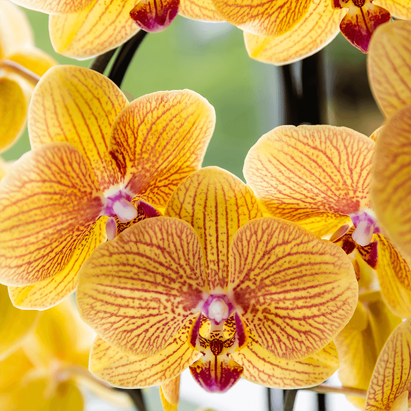 Kolibri Orchids | Orange Phalaenopsis-Orchidee Topfgröße Ø12cm | Sunny Bunny | Blühende Zimmerpflanze – Frisch vom Züchter 