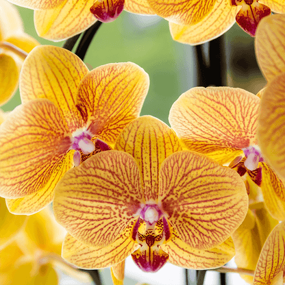 Kolibri Orchids | Orange Phalaenopsis-Orchidee Topfgröße Ø12cm | Sunny Bunny | Blühende Zimmerpflanze – Frisch vom Züchter 