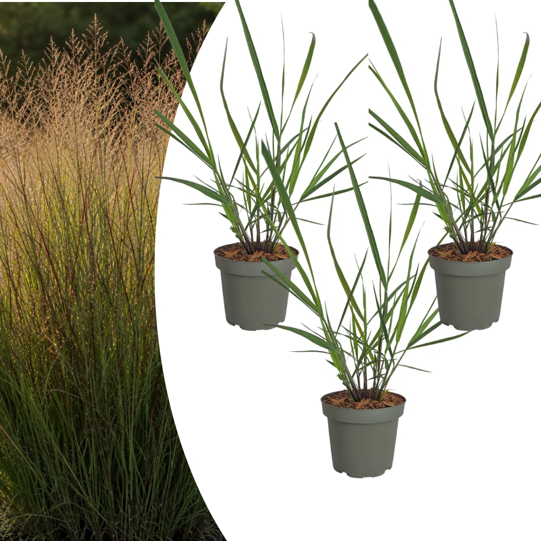 3x Rutenhirse Rotstrahlbusch – Panicum virgatum – Winterhartes Ziergras 12cm – Pflegeleichtes Gartengras mit roter Herbstfärb